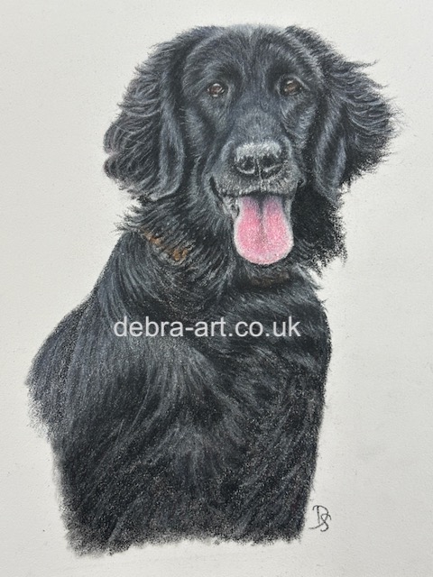 Flat Coat Retriever